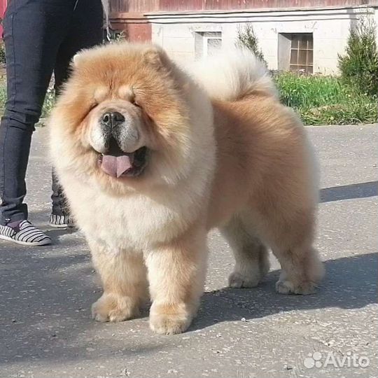 Кавалеры приглашают дам