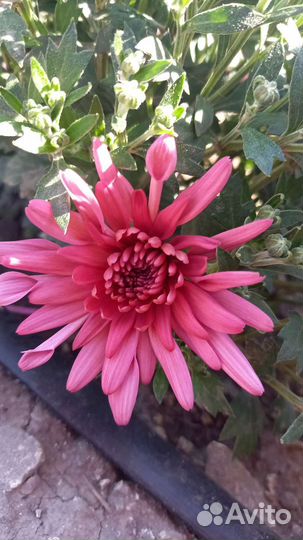 Хризантемы мультифлора