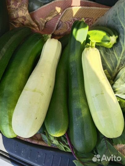 Кабачки свежие/Салат листовой