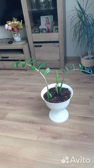 Замиокулькас