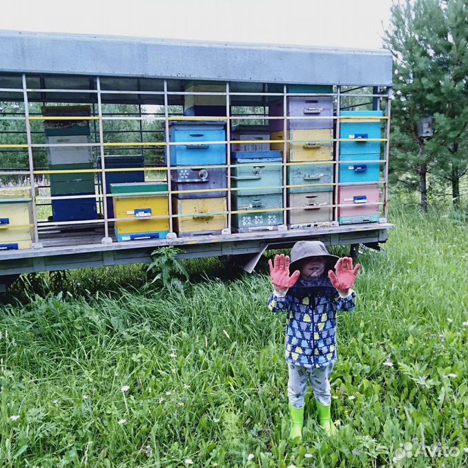 Продам пасеку пчëл ульи