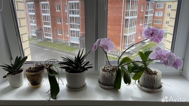 Комнатные растения цветы орхидея