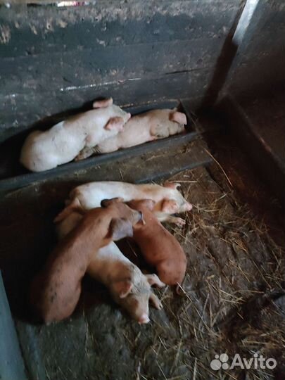 Поросята