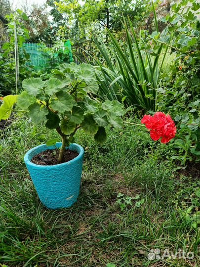 Пеларгония Highfield's Charisma