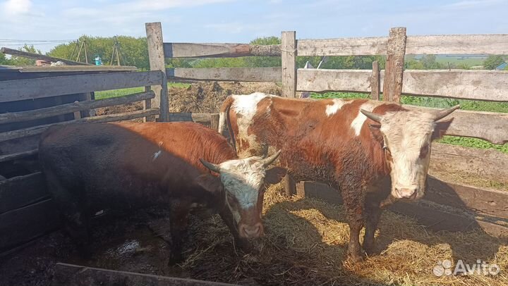 Быки на мясо