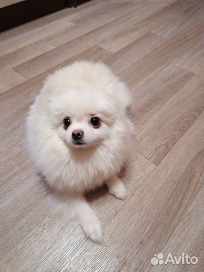 Немецкий шпиц девочка