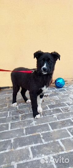 Супер лайк ищет маму