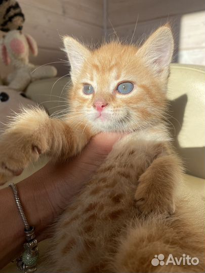 Котенок рыжий