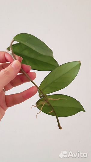 Черенки хойи карноза