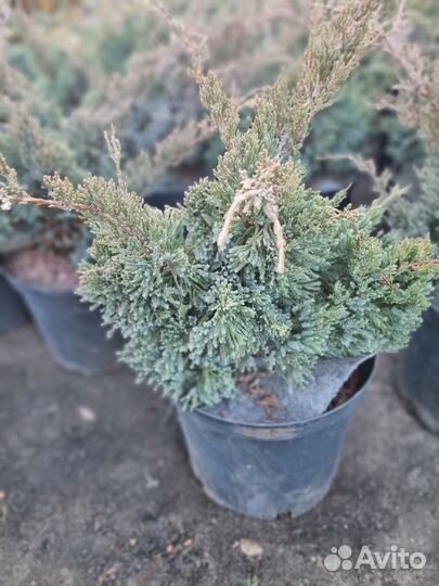 Можжевельник Холгер горизонтальный голубой