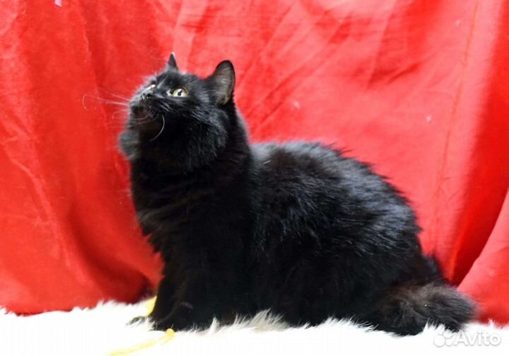 Котик ищет дом