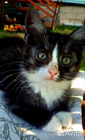 Кошка в дар