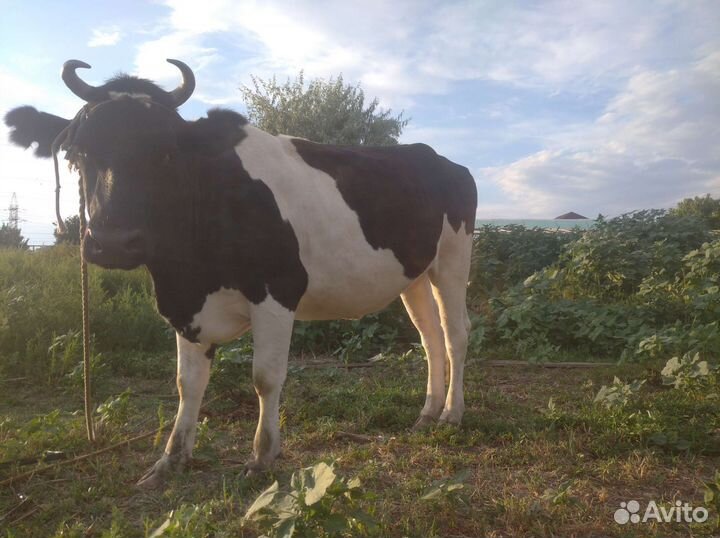 Черно пёстрая корова