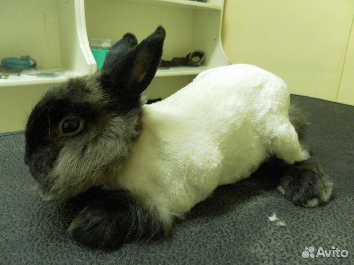 Стрижка ваших любимцев