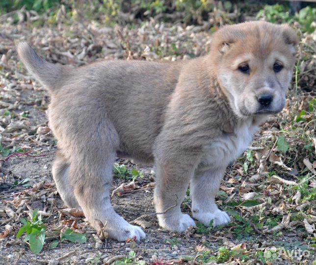 Сао с документами