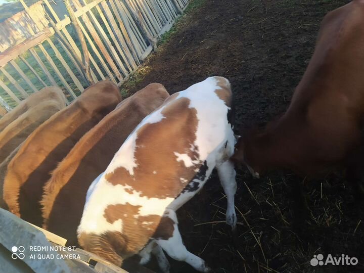 Бычки и телки