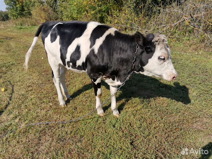 Тёлочка 7 месяцев