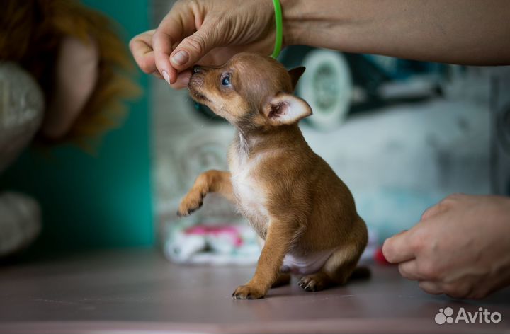 Мальчик той терьер