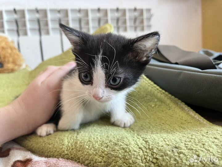 Котята бесплатно