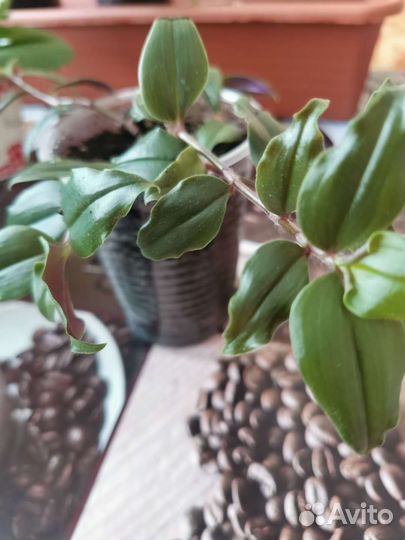 Листики фиалки, традесканция, герань, мелисса