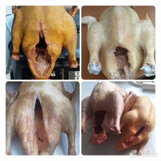 Домашнее мясо птицы утка, гусь, индейка