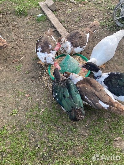 Семья молодых индоуток