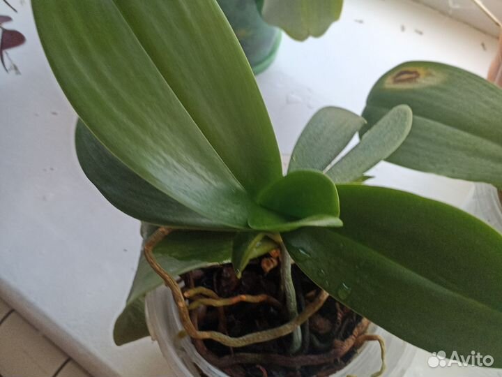 Орхидея фаленопсис белая