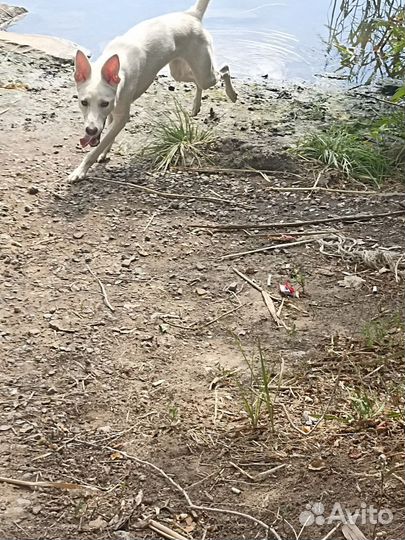 Собака в добрые руки