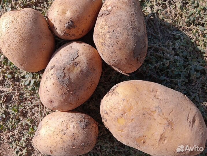 Картофель оптом