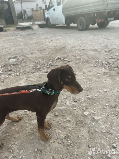 Собака в добрые руки