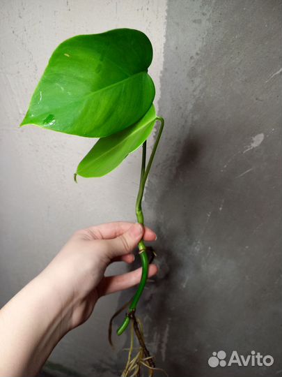 Монстера черенки