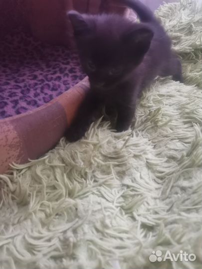 Котенок бесплатно