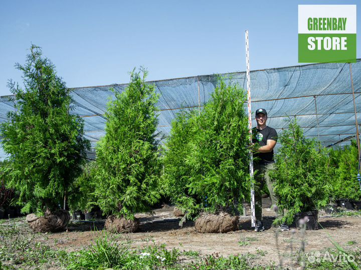 Туи брабант 200 см свежая копка 2023