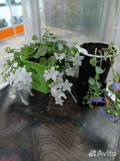 Кампанула жених и невеста