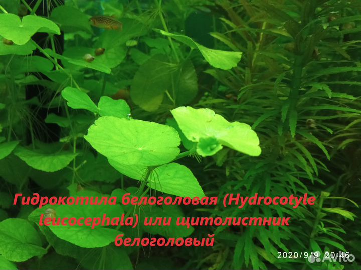 Растения аквариумные