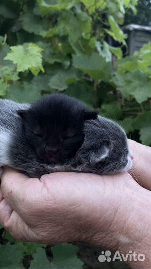 Котята в добрые руки мальчики