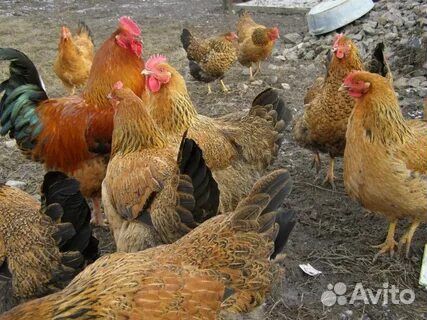 Цыплята Кучинской Юбилейной