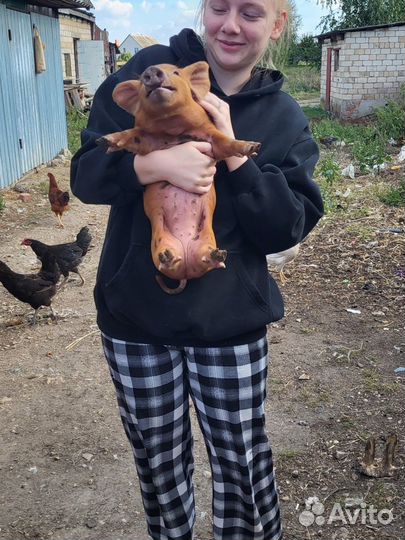 Поросята