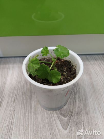 Герань пеларгония плющелистная ампельная