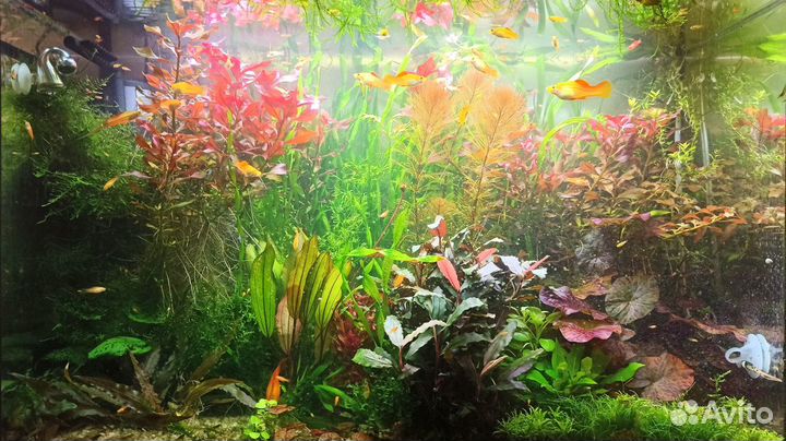 Аквариумные растения Креветки Амано