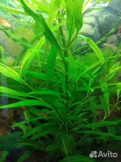 Пистия и другие аквариумные растения