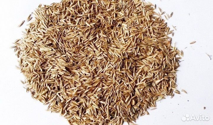 Кострец семена опт и розница с19