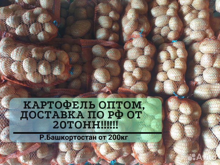 Картофель белый опт с доставкой от 20Т