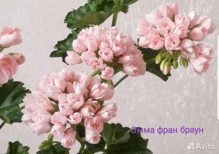 Герань пеларгония