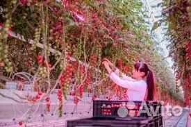 Сортировка овощей/Работа в Теплице/Вахта