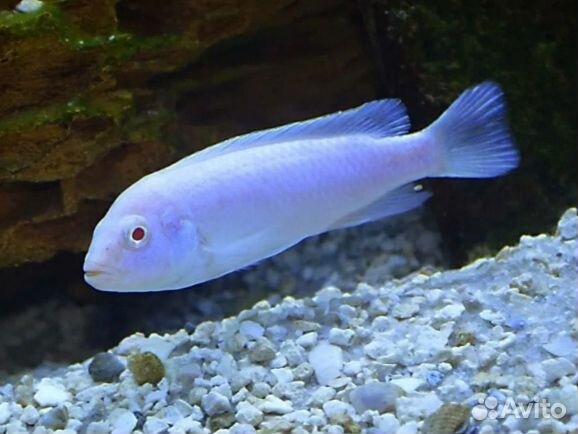 Аквариумные рыбы цихлиды