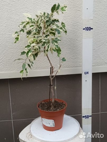 Комнатные домашние растения