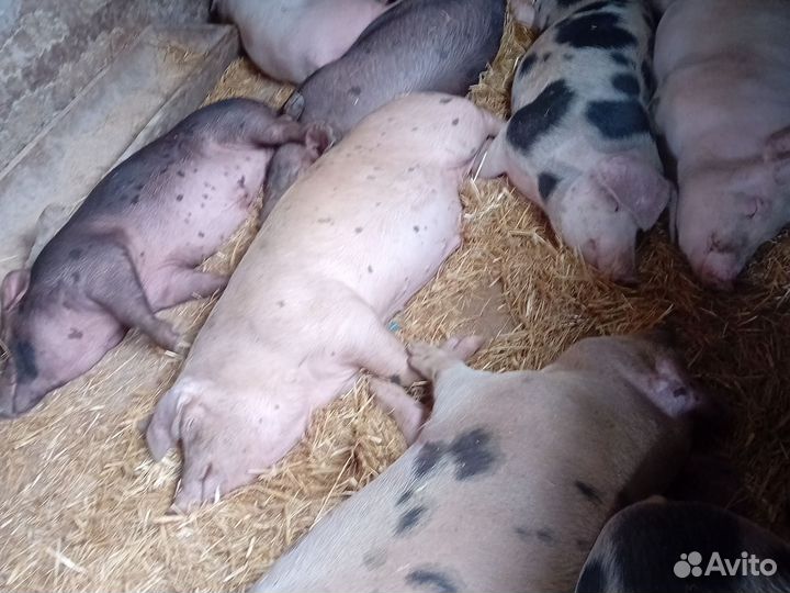 Мясо свинина домашняя