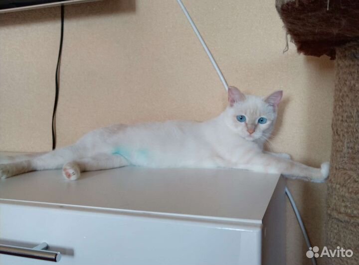 Тайская кошка