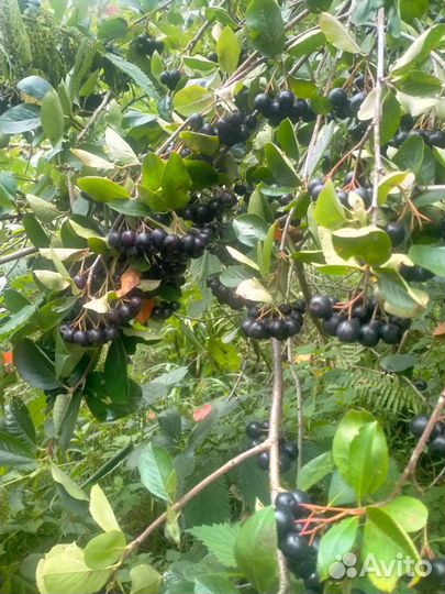 Черноплодная рябина (ягоды). Арония